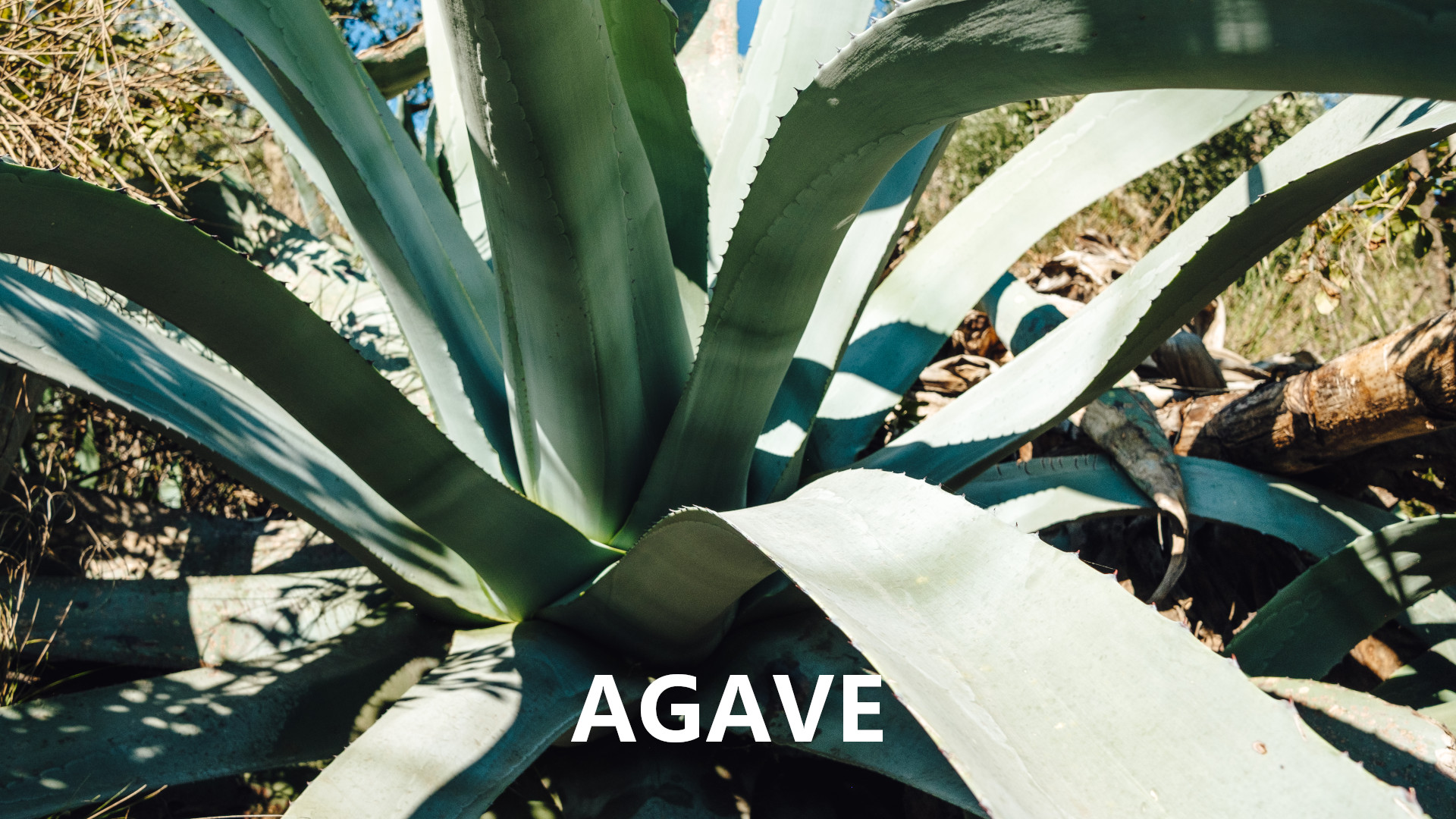 Agave: caratteristiche e proprietà della pianta. Come curarla e coltivarla