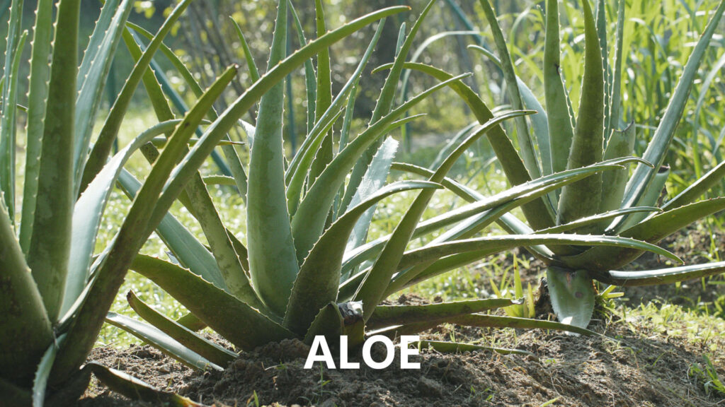 ALOE