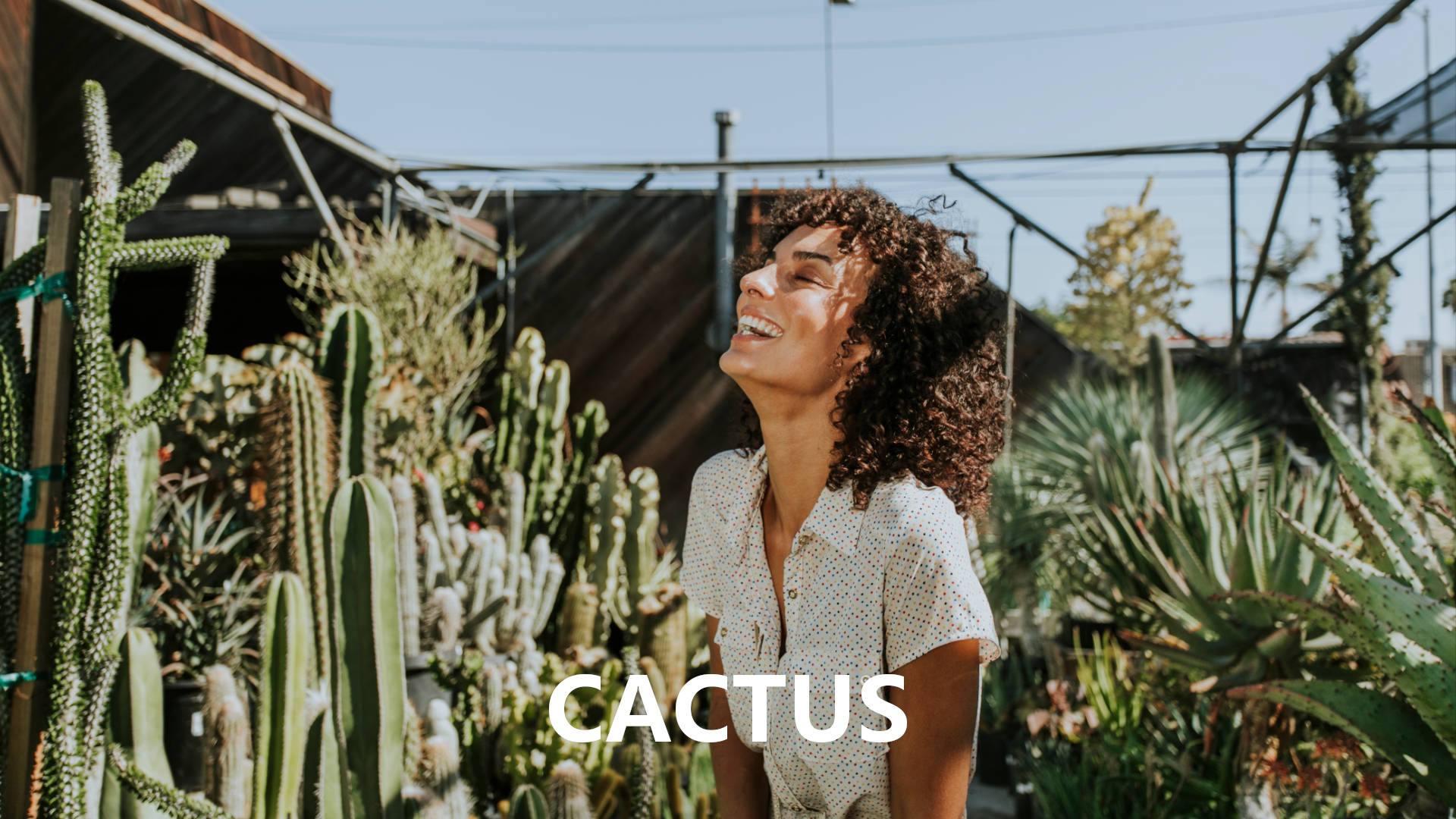 Cactus: caratteristiche e proprietà. Come curarli e coltivarli