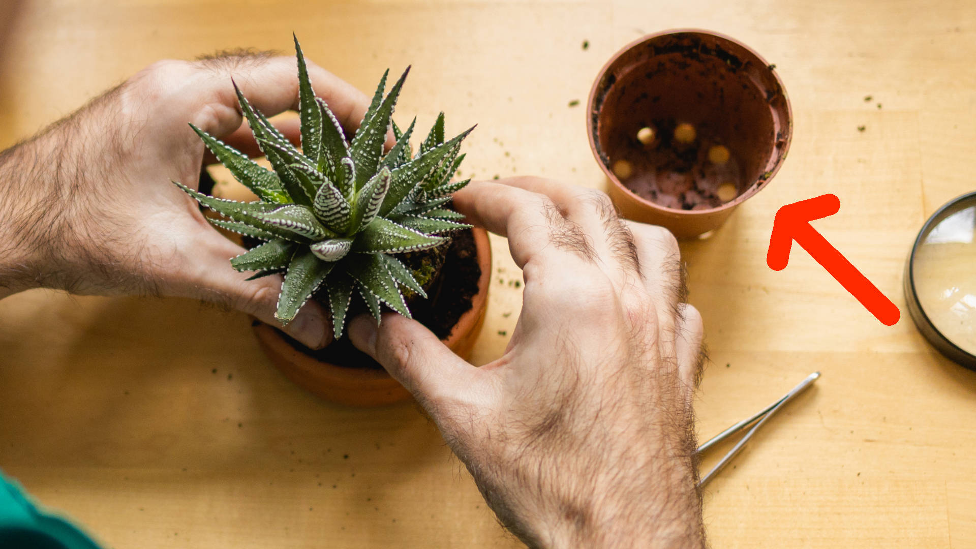 Scegliere il vaso giusto per la tua pianta succulenta