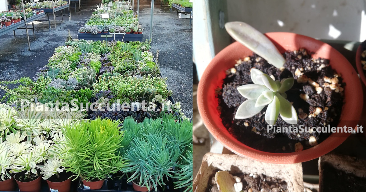 Come prendersi cura delle piante succulente: tutto quello che bisogna sapere per non farle morire