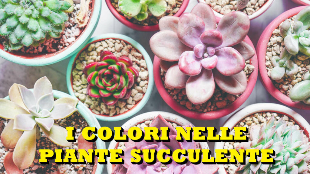 COLORI PIANTE SUCCULENTE