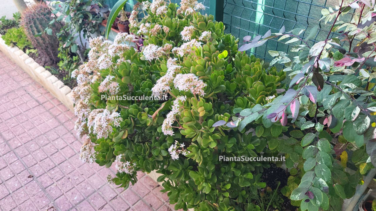 Crassula - Pianta Succulenta