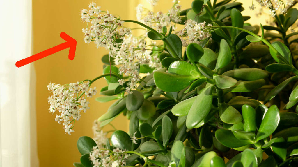 9 Cose da sapere per far fiorire un albero di giada - Pianta Succulenta