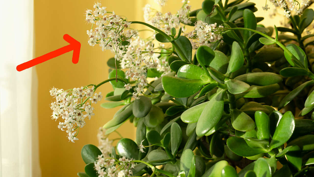 9 Cose da sapere per far fiorire un albero di giada