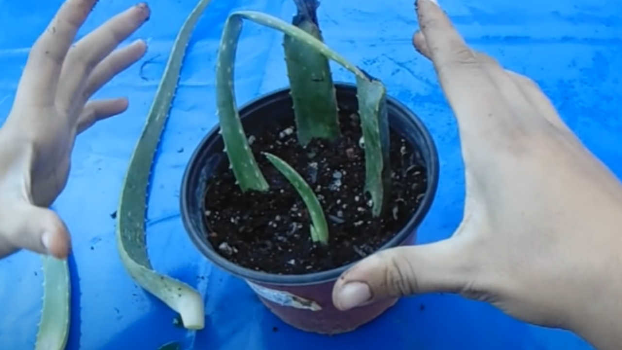 Come riprodurre l’Aloe da una foglia