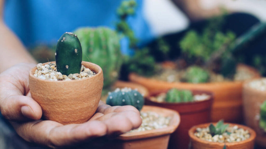 cactus in vaso