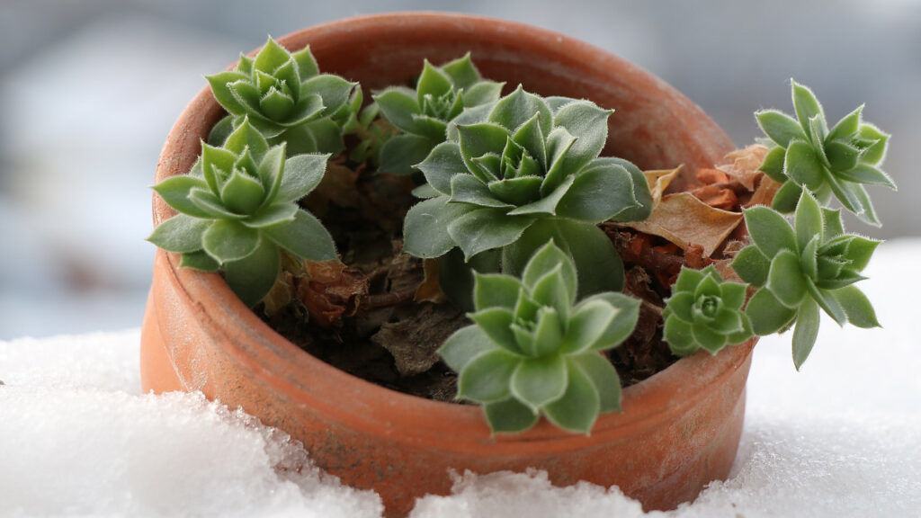 pianta succulenta inverno