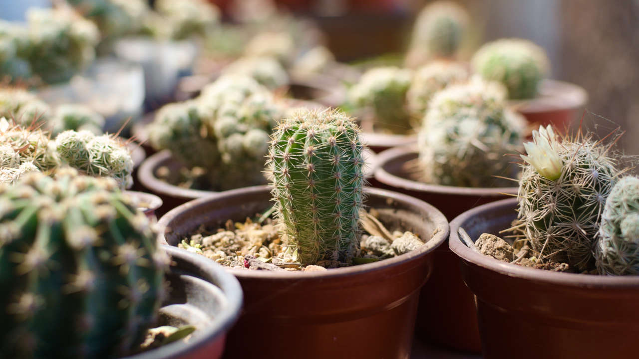 Come preparare il terreno per i vasi dei cactus
