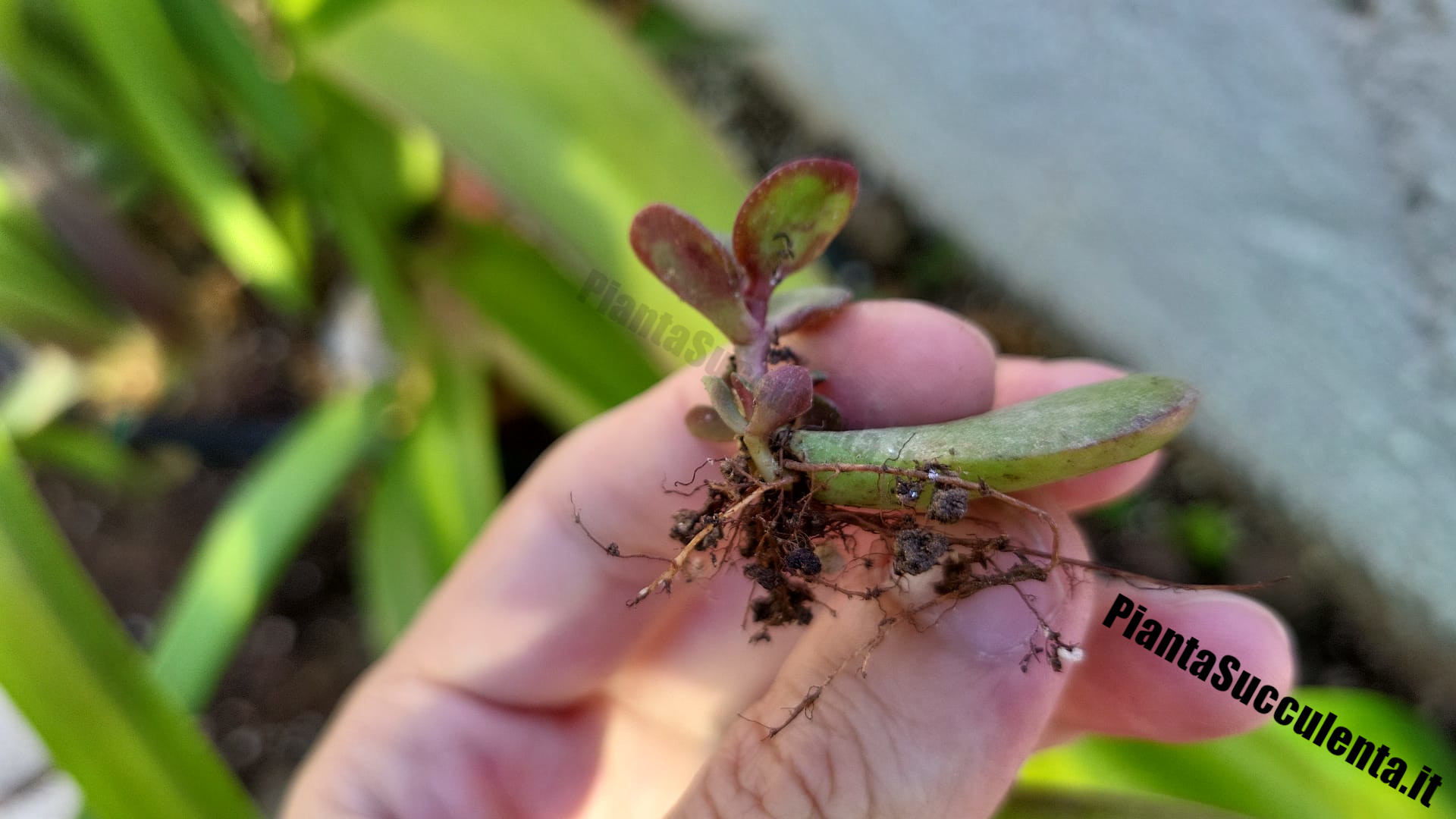 Come riprodurre un albero di giada con una foglia - Pianta Succulenta