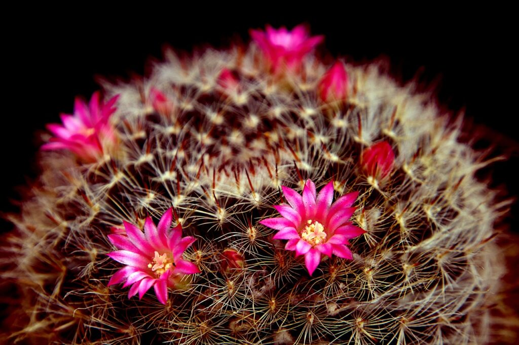 cactus fiori