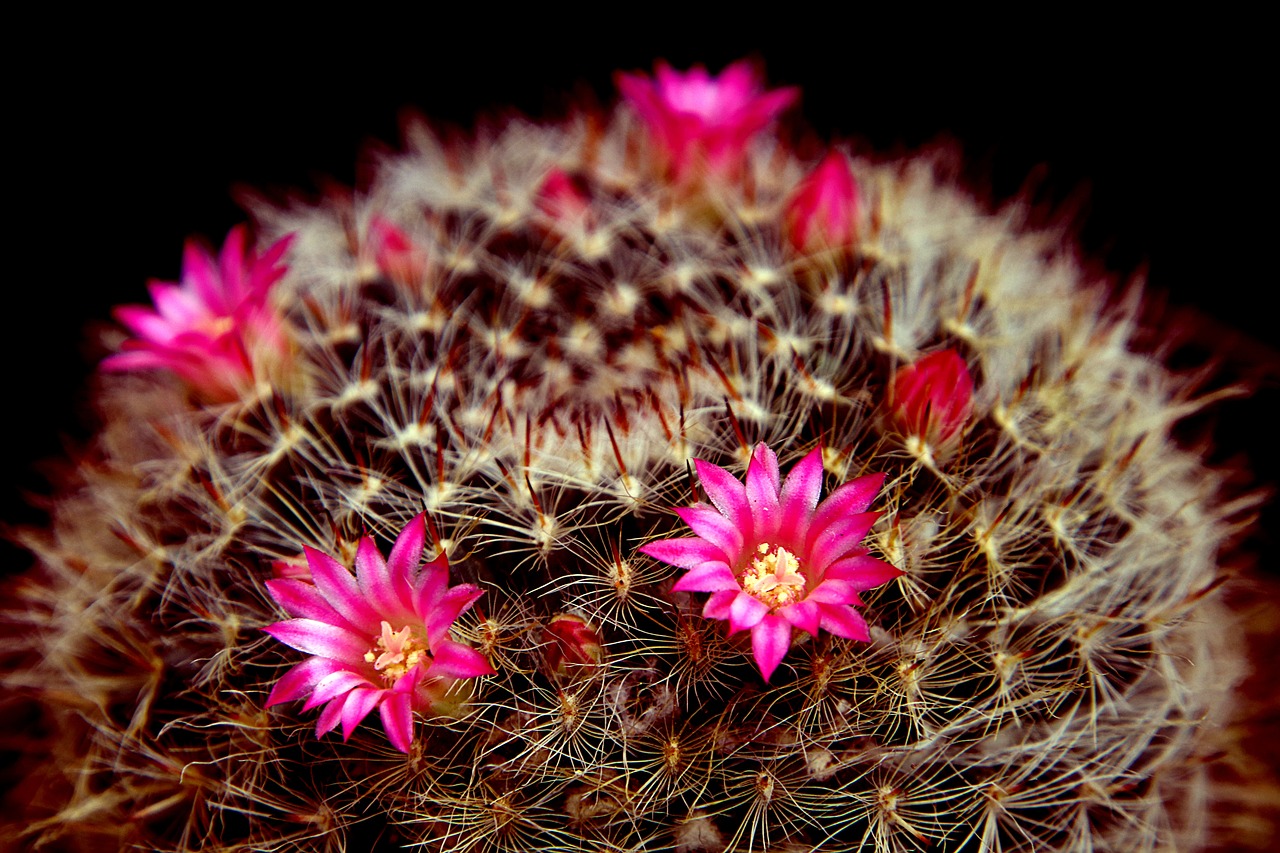 Segui questi trucchetti per far fiorire i tuoi cactus
