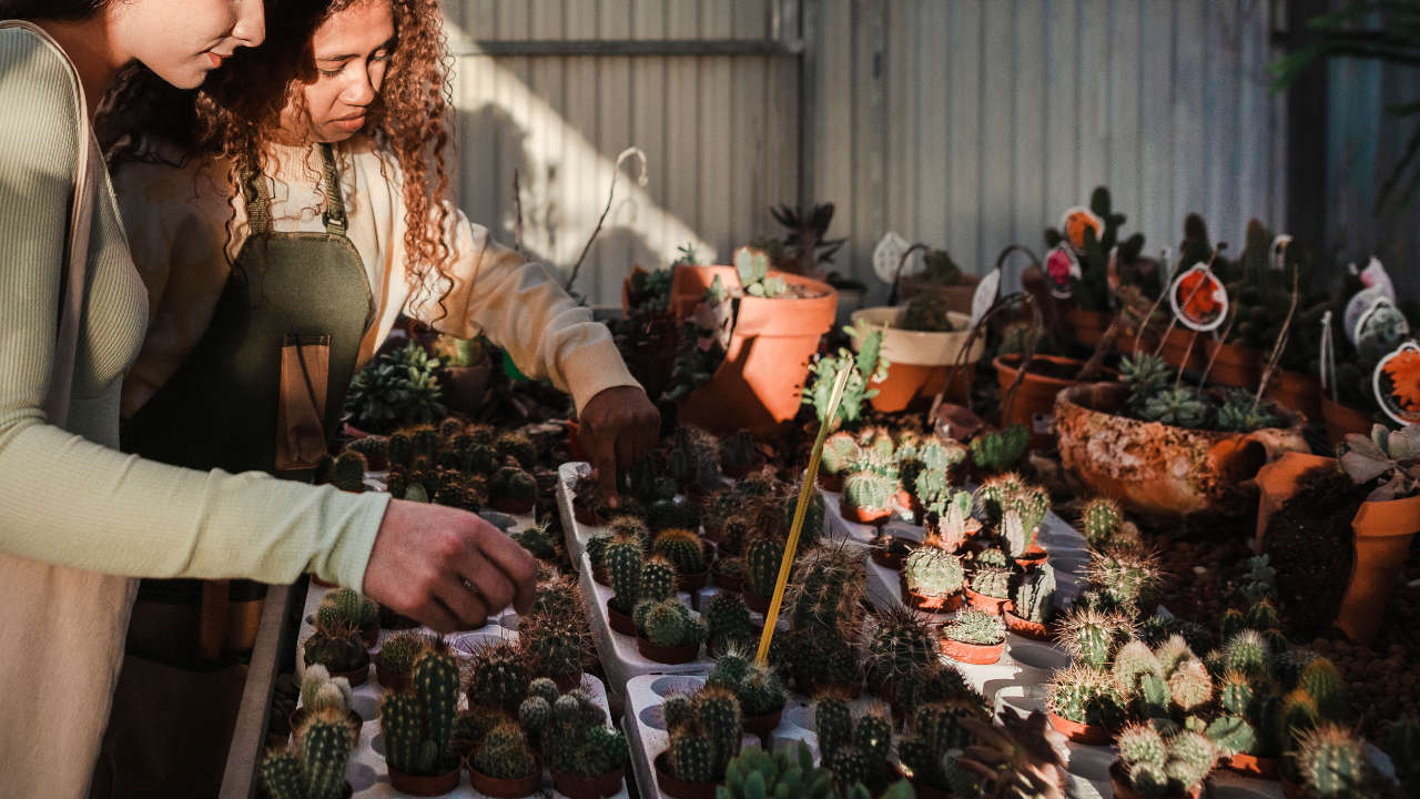 Come acquistare un cactus o qualsiasi altra succulenta?