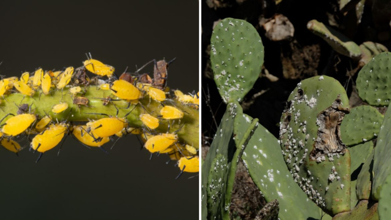 Questi sono i parassiti che possono uccidere la tua succulenta