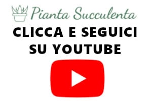bottone canale youtube Pianta Succulenta