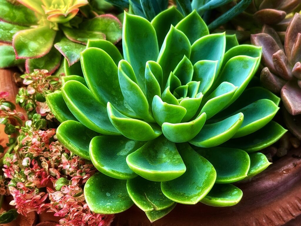 5 piante grasse da interni facili da coltivare - Pianta Succulenta