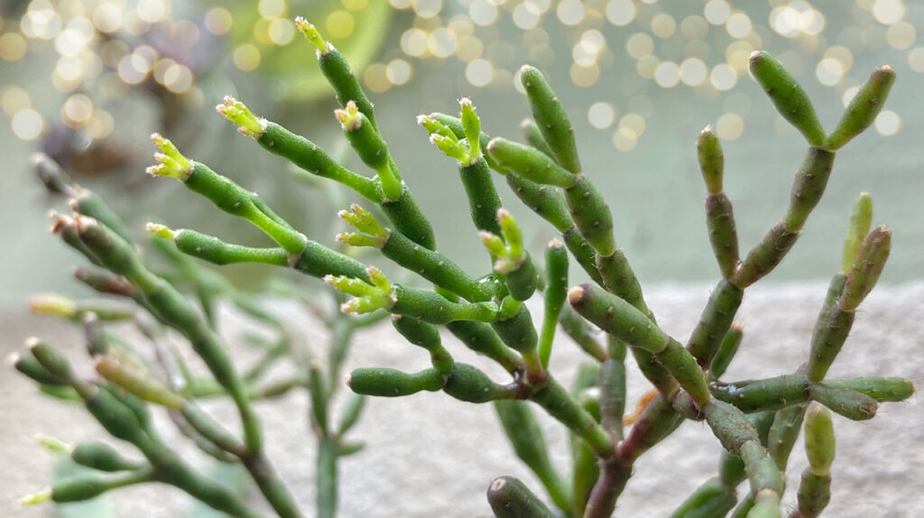 Le migliori piante succulente per gli ambienti interni: ecco quali sono ...