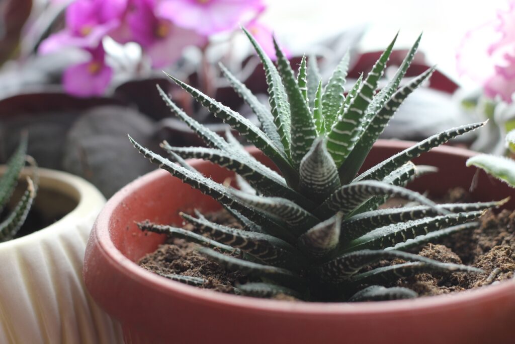 Haworthia