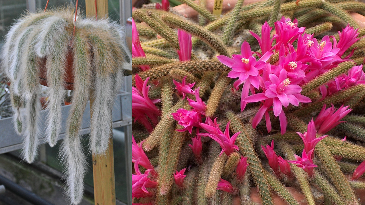 3 cactus pendenti con bellissimi fiori