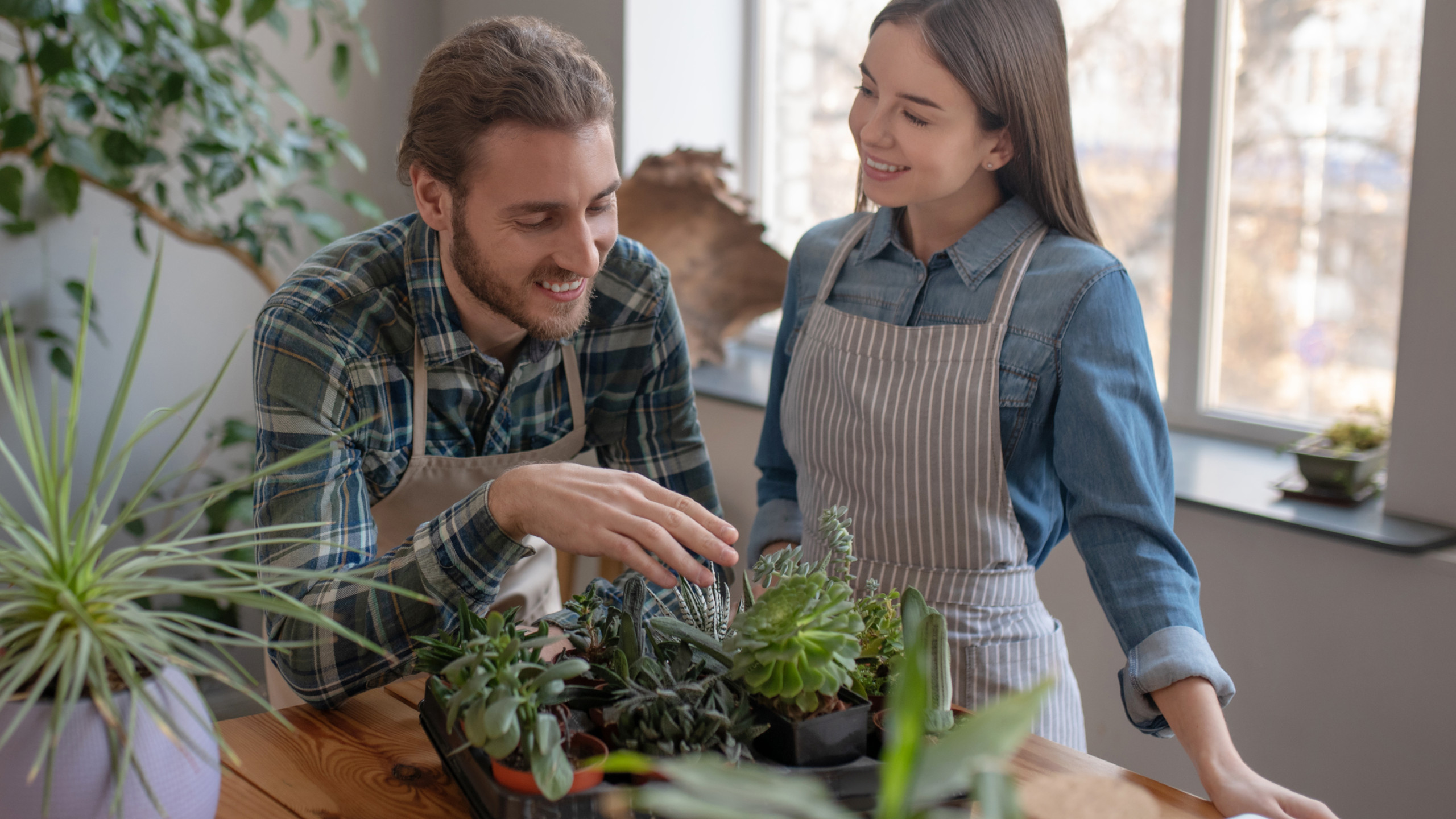 I sorprendenti benefici delle piante succulente in casa