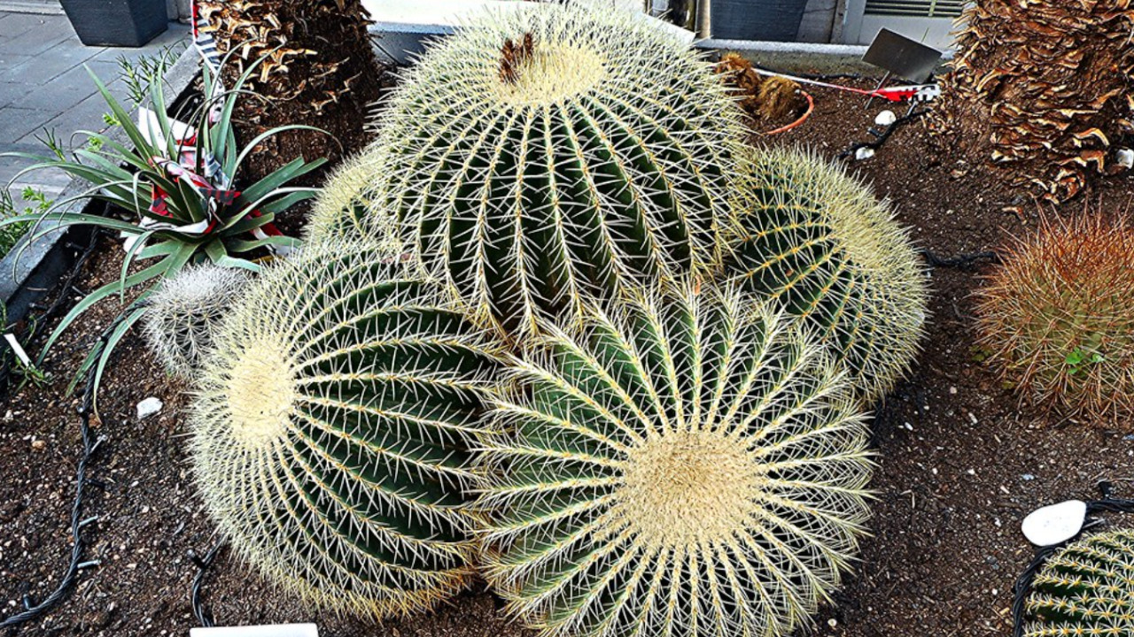 Alto Qualità Verde Finto Cactus Pianta IN Pentola for Casa Ufficio