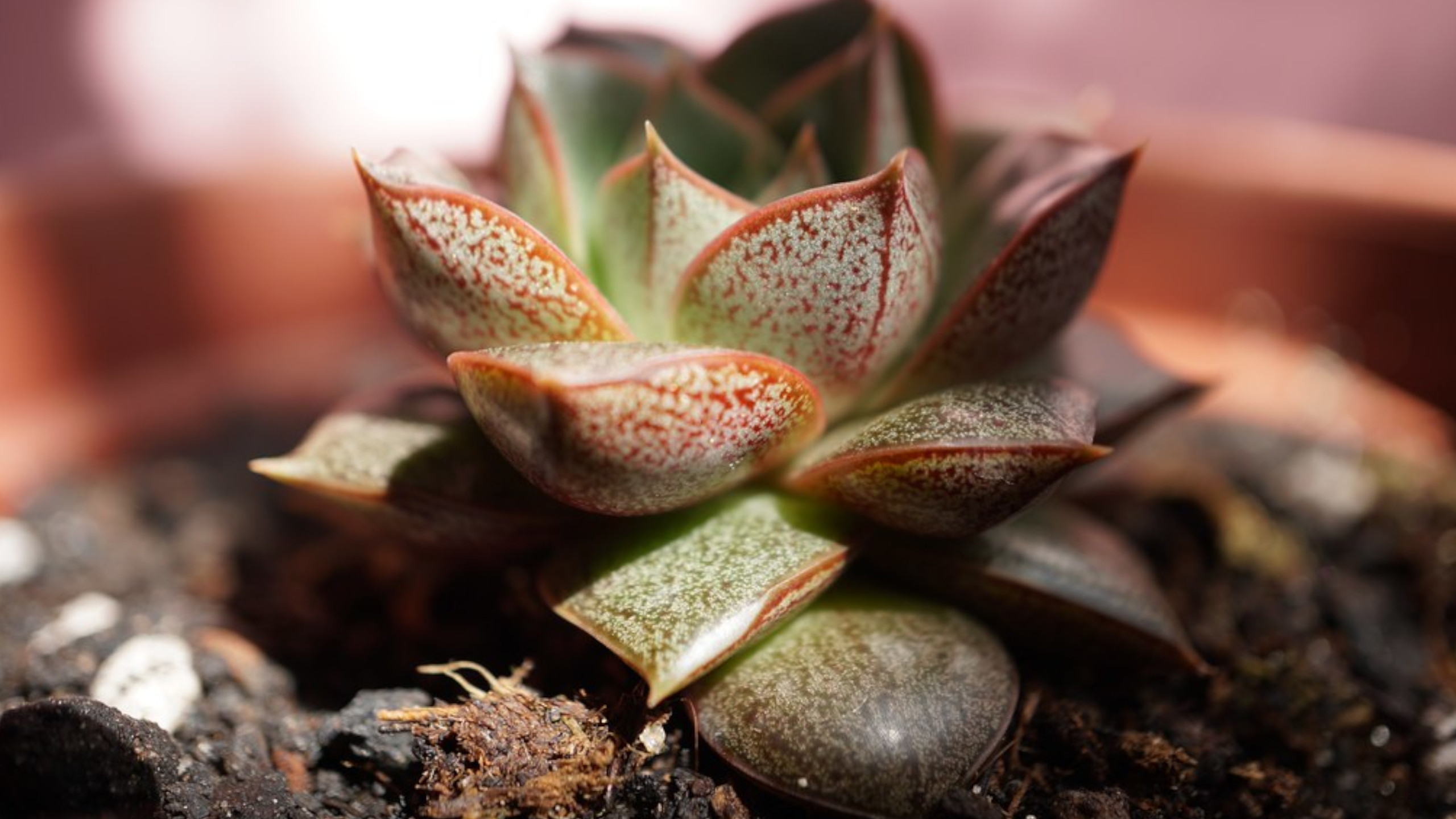 Echeveria: 10 tipi davvero bellissime da coltivare