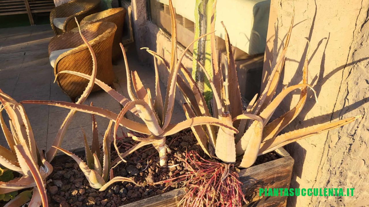 Perché l’Aloe Vera ha perso il suo colore verde ed è diventata marrone o rossiccia? Ecco i motivi e come rimediare
